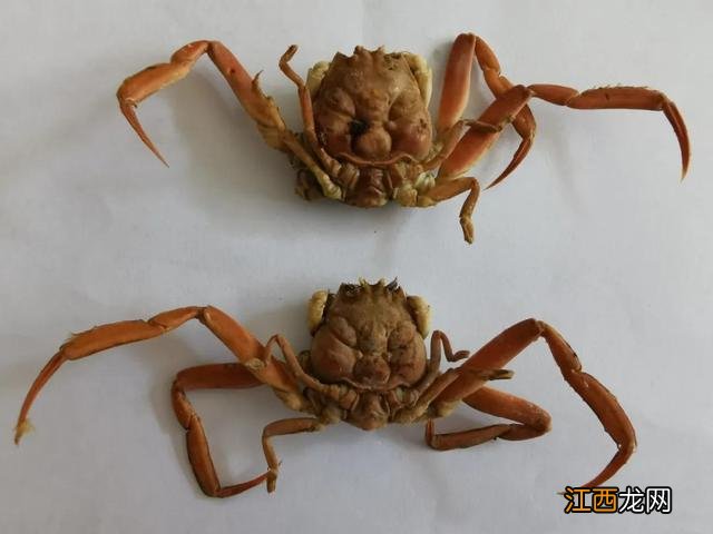 水蟹是什么蟹类？捉水蟹是什么意思，讲解详细易懂，点这里