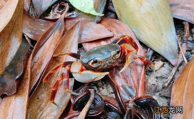 水蟹是什么蟹类？捉水蟹是什么意思，讲解详细易懂，点这里