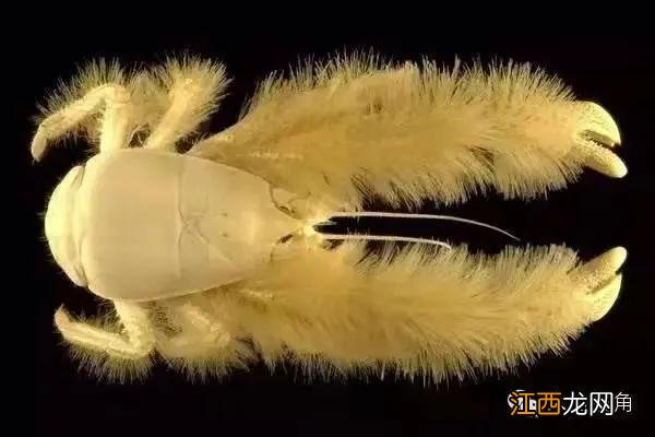 水蟹是什么蟹类？捉水蟹是什么意思，讲解详细易懂，点这里