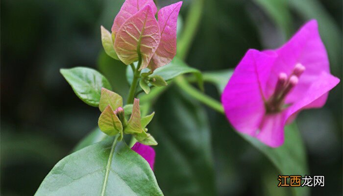 三角梅冬季耐寒多少度