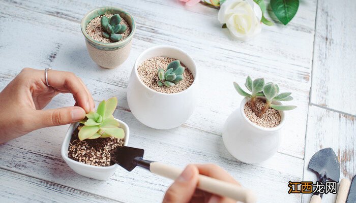 多肉植物适合的土壤