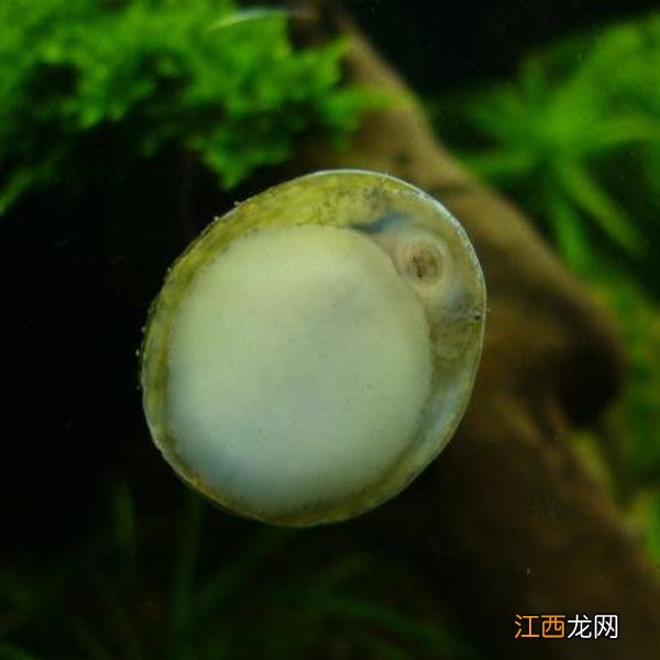 水晶虾喂什么最好？水晶虾喂什么螺肉，真心是好文章