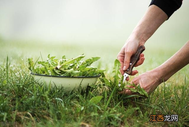 经常喝婆婆丁水对人体有什么好处？婆婆丁泡水喝的功效与作用，此文被多次浏览