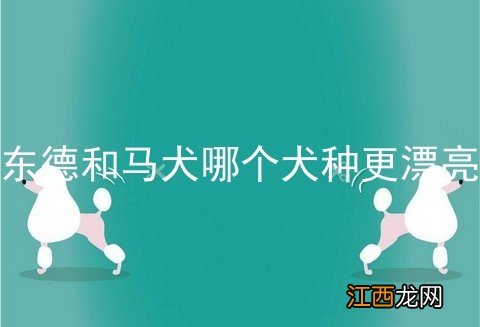 东德和马犬哪个犬种更漂亮