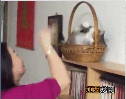 从满脸嫌弃到吃饭也要在桌子上撸猫?爸妈的大型真香现场!