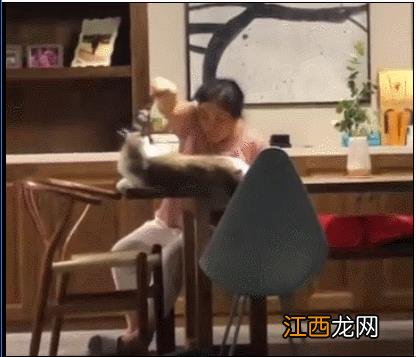 从满脸嫌弃到吃饭也要在桌子上撸猫?爸妈的大型真香现场!