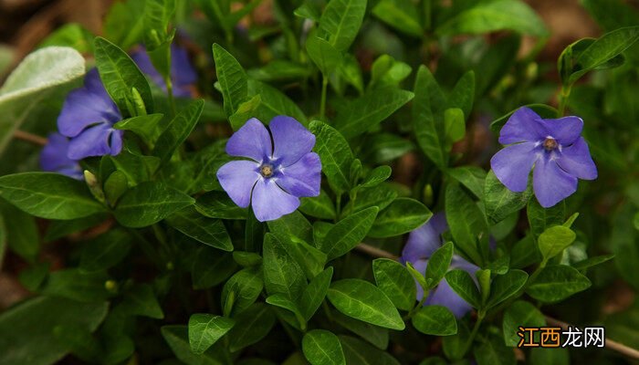 11月植物园有什么花看