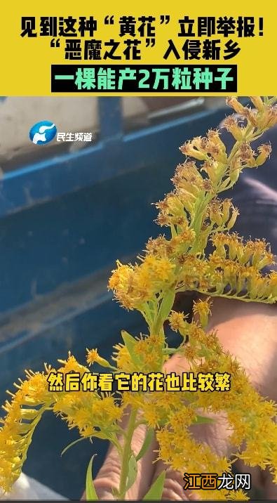 加拿大一枝黄花到底是什么