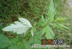 艾草放床头有什么作用