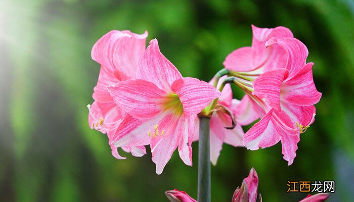 木芙蓉花什么时候开花