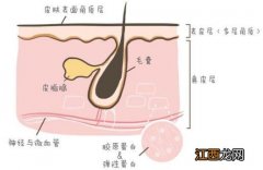 毛孔粗大怎么办？如何改善