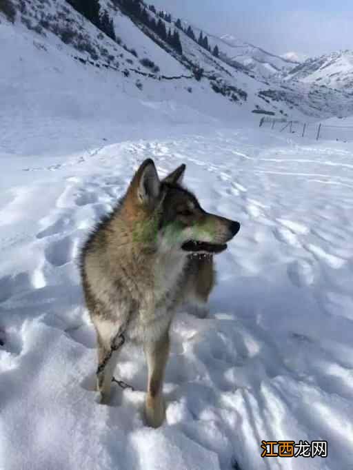 新疆人文地理丨滑雪+温泉，冬季的昌吉州可以这么嗨！