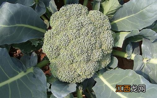 排除体臭的心理生理要求 勤洗澡多用除臭剂缓解体味