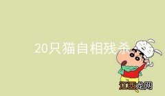 20只猫自相残杀