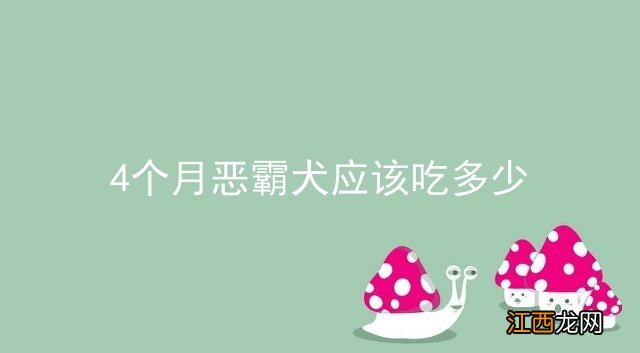 4个月恶霸犬应该吃多少