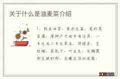 关于什么是油麦菜介绍