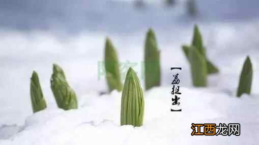 天寒地冻围炉坐,万物冬藏待春来,“大雪”节气聊养生