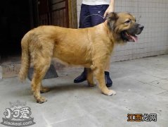 兰波格犬怎么洗澡 兰波格犬洗澡流程