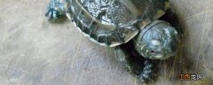 乌龟换壳和烂甲区别