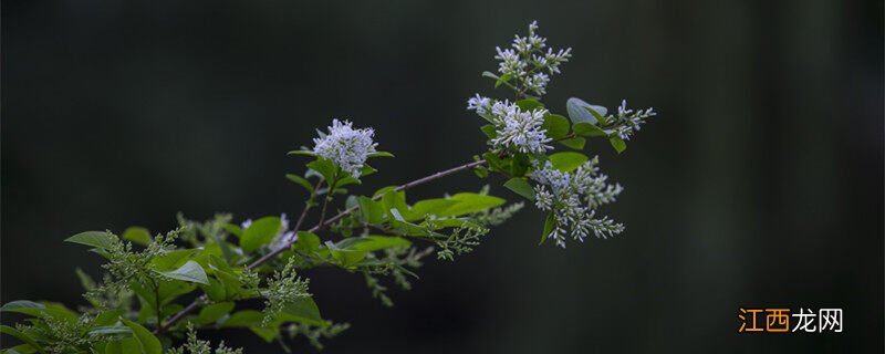 九里香花语