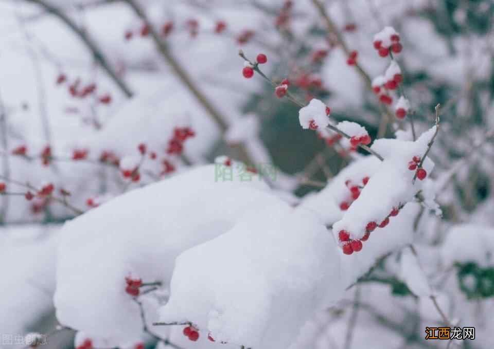 大雪——三九补一冬，来年无病痛