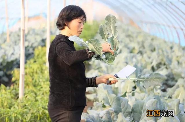 荸荠成熟上市时间？马蹄荸荠几月成熟，文章讲的好实用