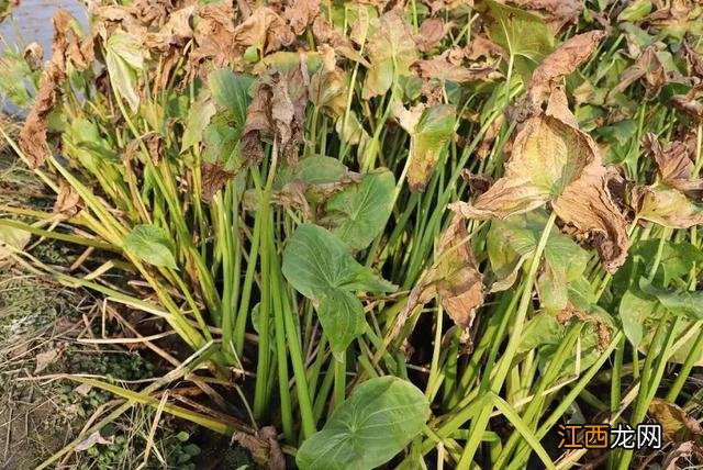 荸荠成熟上市时间？马蹄荸荠几月成熟，文章讲的好实用