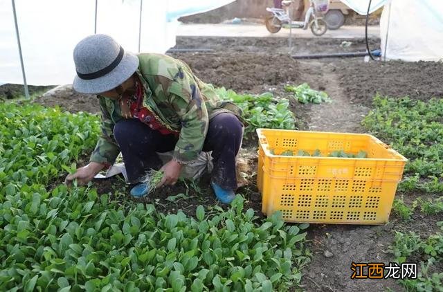 荸荠成熟上市时间？马蹄荸荠几月成熟，文章讲的好实用