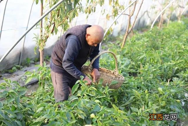 荸荠成熟上市时间？马蹄荸荠几月成熟，文章讲的好实用