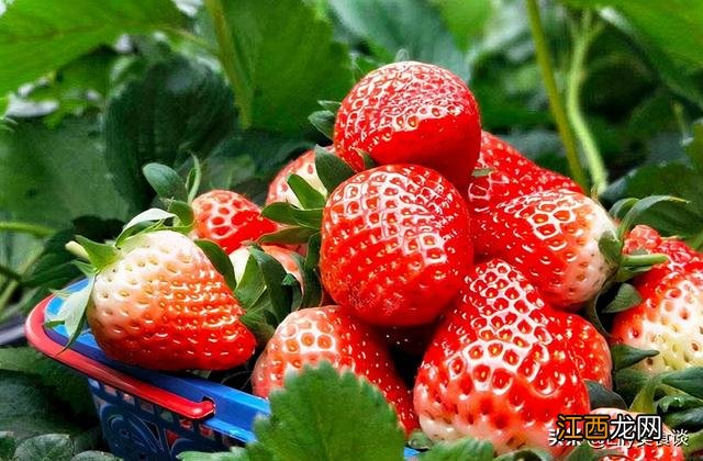 吃什么水果补水效果好?吃啥水果是补水的,看完受益匪浅