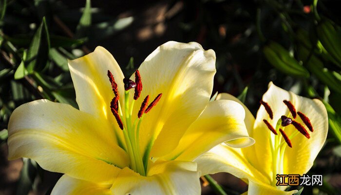 百合花能放在卧室吗