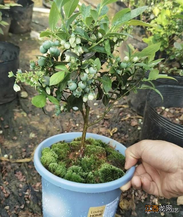 花盆里适合种什么水果？花盆里能种啥水果，保存下来，留着看！