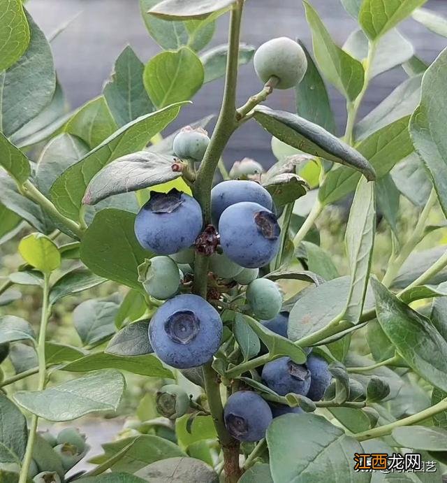 花盆里适合种什么水果？花盆里能种啥水果，保存下来，留着看！