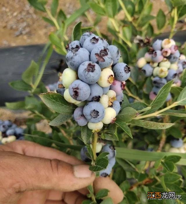 花盆里适合种什么水果？花盆里能种啥水果，保存下来，留着看！