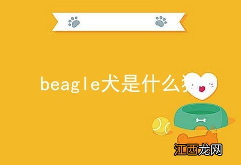 beagle犬是什么狗