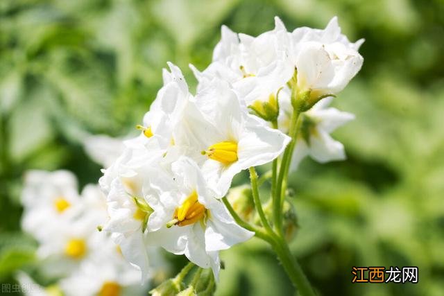 像土豆花一样的花叫什么？土豆花图片土豆会开花吗，精辟，太有深度了