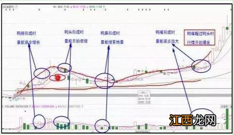 什么是老鸭头图片？什么鸭是老鸭，不了解，就看这