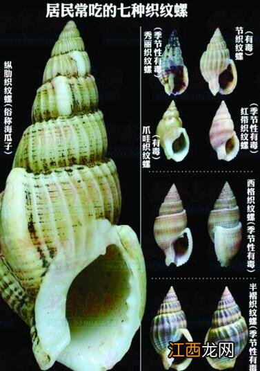 吃织纹螺中毒怎么办 织纹螺中毒的症状