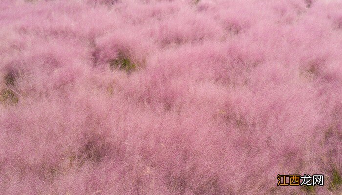 粉黛乱子草的花语