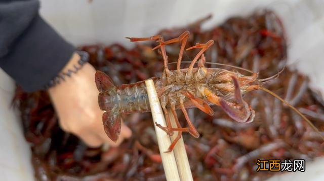 龙虾是什么颜色的食物？活龙虾是啥颜色，寻找你想要的答案