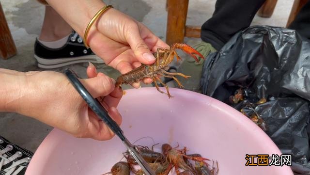 龙虾是什么颜色的食物？活龙虾是啥颜色，寻找你想要的答案