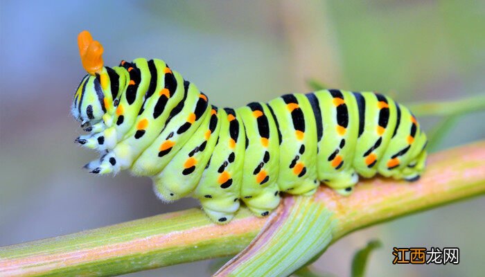 毛毛虫是怎么变成蝴蝶的