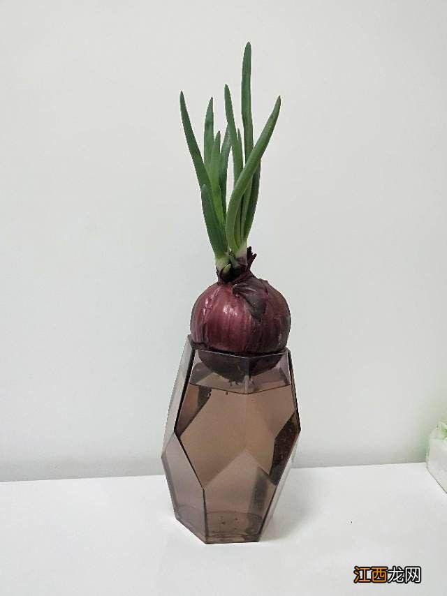 为什么我切洋葱不流眼泪?为啥切洋葱不流眼泪,真管嘞,明白了!