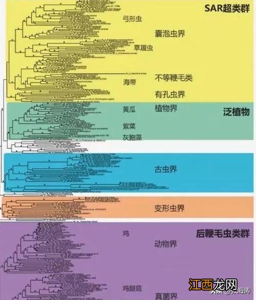 海带有什么用处啊？海带有什么功效，点击直接访问即可