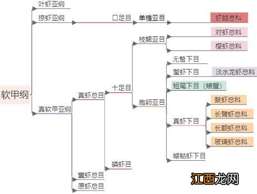 海白虾是属于什么虾？非常通红的海虾是叫什么虾，此文观点值得一看