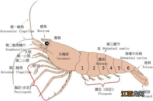 海白虾是属于什么虾？非常通红的海虾是叫什么虾，此文观点值得一看