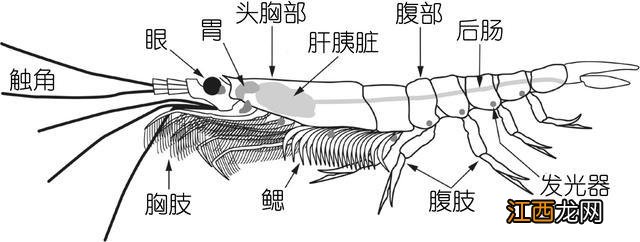 海白虾是属于什么虾？非常通红的海虾是叫什么虾，此文观点值得一看