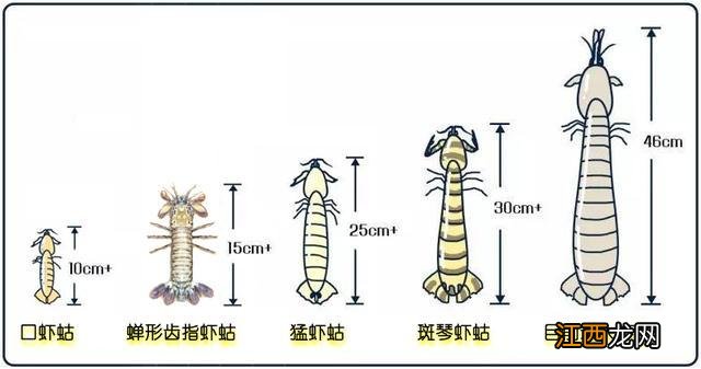 海白虾是属于什么虾？非常通红的海虾是叫什么虾，此文观点值得一看