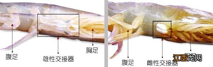 海白虾是属于什么虾？非常通红的海虾是叫什么虾，此文观点值得一看