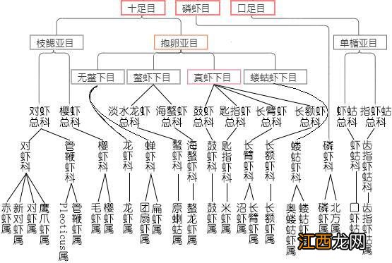 海白虾是属于什么虾？非常通红的海虾是叫什么虾，此文观点值得一看